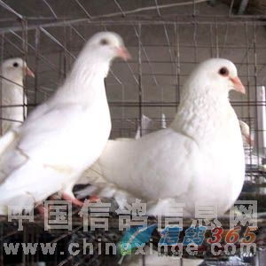 鴿子糞養豬,年賺竟然有400萬