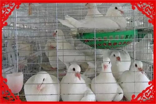 目前在農村養殖什么不愁銷路,并且很賺錢呢 推薦幾個供參考