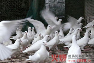 肉鴿疾病的藥物預(yù)防