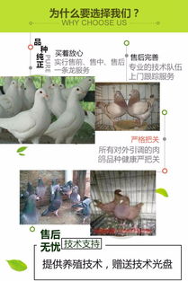 沙坪壩區種鴿批發商家