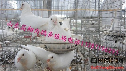 內蒙古肉鴿養殖基地_農副產品欄目