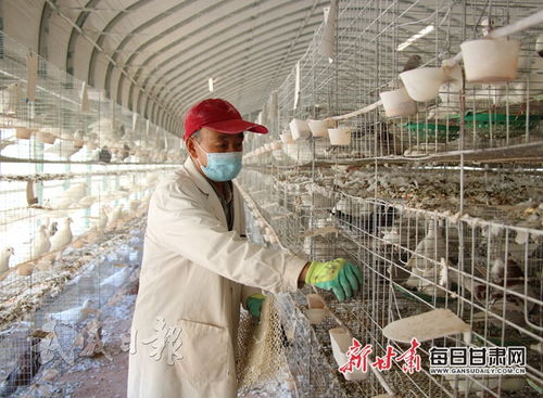 工人在古浪縣西靖鎮肉鴿養殖基地整理鴿舍