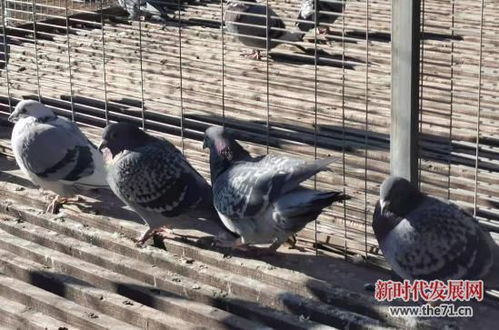 他花18000買肉鴿 民警追到廣西,扮演一場 貍貓換太子 鬧劇