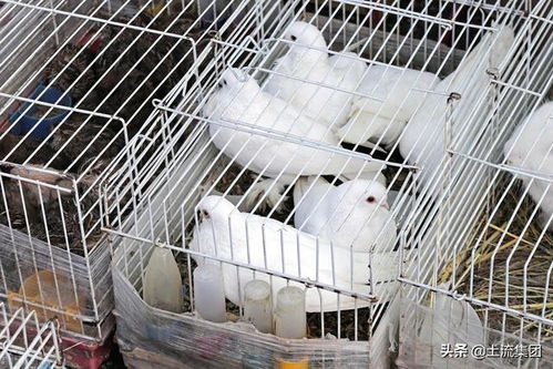 肉鴿養殖的成本和利潤 肉鴿養殖有哪些優勢