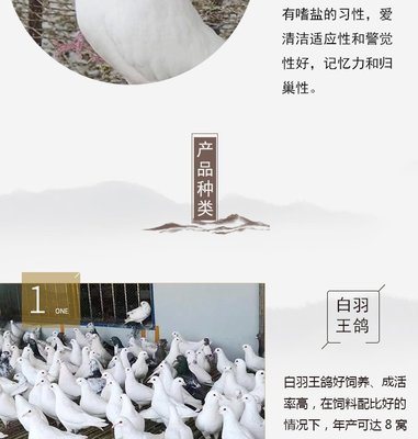 養殖銷售 成體肉鴿種鴿 落地王肉鴿 養殖場肉鴿