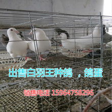2019肉鴿養殖價格 報價 肉鴿養殖批發 第34頁 養殖網