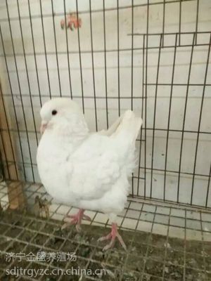 肉鴿種鴿價格、種鴿哪里有賣的、肉鴿養殖場