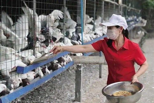 平利縣 科技讓大地開出 致富花