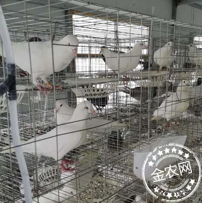 養殖肉鴿 肉鴿價格肉鴿養殖場