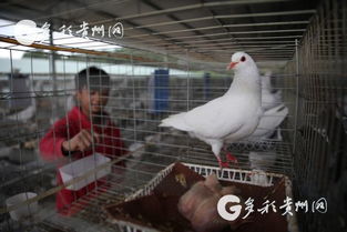 多彩貴州網 貴州黔西 特色養殖助脫貧