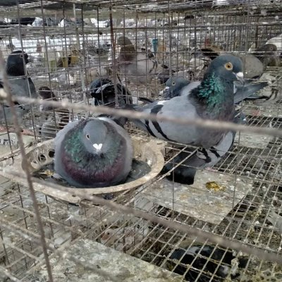 農家養殖改良育肥肉鴿種鴿 抗病率強 骨骼堅實