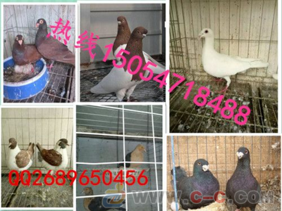 四川肉鴿養(yǎng)殖場種鴿價(jià)格商家_肉鴿 - 中國制造交易網(wǎng)