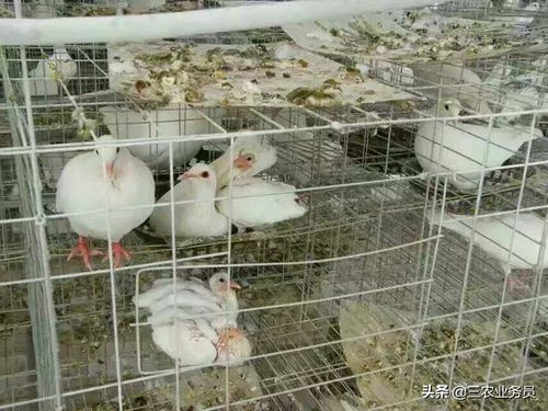農(nóng)村養(yǎng)殖肉鴿,人工哺育幼鴿鴿乳制作方法