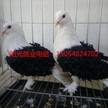 山東陽光觀賞鴿肉鴿養(yǎng)殖場