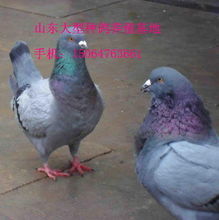 湖南大型種鴿肉鴿養殖場