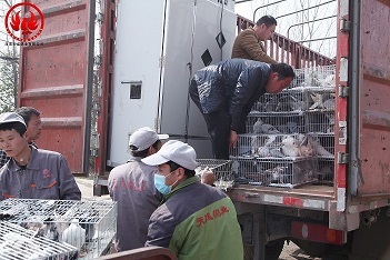 陜西客戶引購種鴿2400只