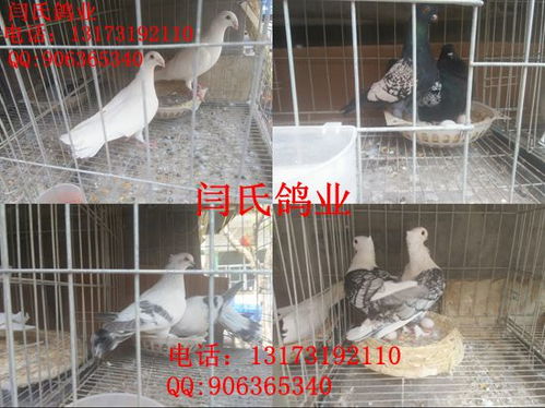 重慶哪里有賣紅元寶鴿的