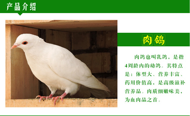 林芝肉鴿養殖 種鴿多少錢一對