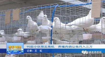 孝昌90后小伙預見商機,養殖肉鴿月入三萬!