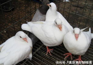 肉鴿養殖方法是什么從選址到配種,一步也不能少