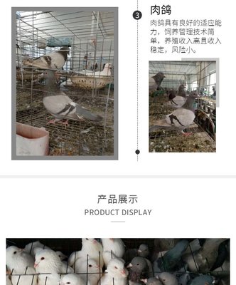 農村散養肉鴿 落地王種鴿苗養殖基地 適應性強