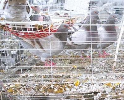 賓陽民范村肉鴿:南寧賓陽縣新橋鎮特色養殖農產品肉鴿