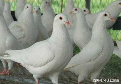 低成本高回報的養殖產品,一萬塊錢就能起步,你更看好哪一種?