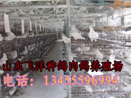 臨沂種鴿價(jià)格肉鴿價(jià)格肉鴿養(yǎng)殖場_