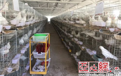 喀什6個(gè)村養(yǎng) 扶貧鴿 好日子飛得歡
