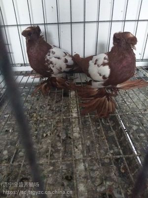 肉鴿種鴿養殖場肉鴿價格