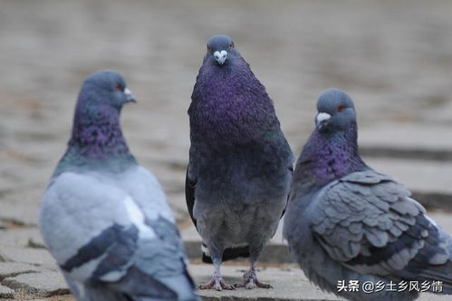 鴿子分公母的簡單方法,只需看這三點,一眼就能分辨出來