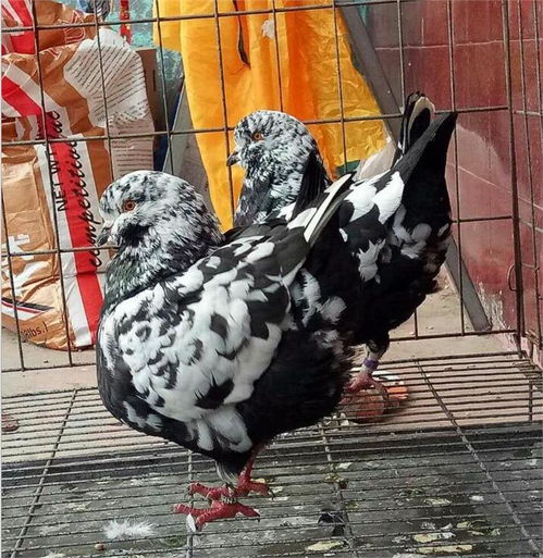大連成年元寶鴿多少錢一對 肉鴿養殖