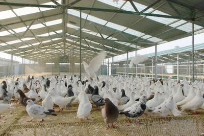 大滿肉鴿變“金鳳凰”,年銷售額達730萬元!