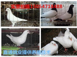 吉林哪里有賣肉鴿種鴿的