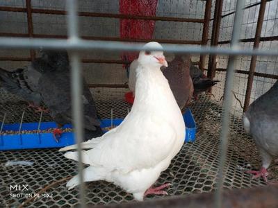 十年肉鴿養殖戶告訴你肉鴿養殖的經驗