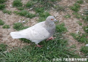 肉鴿養殖方法是什么從選址到配種,一步也不能少