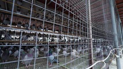 鴿子肉鴿養殖場