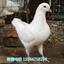 2018肉鴿養殖價格 報價 肉鴿養殖批發 第29頁 養殖網