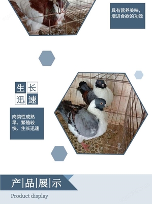 廣場鴿養殖場 散養廣場鴿 白羽王廣場鴿 養殖銷售
