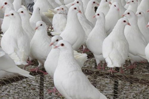 徐州大棚肉鴿飼養報價在線咨詢,天明種鴿品質保障
