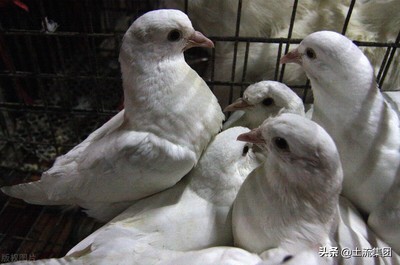肉鴿養殖成本與利潤(適合窮人沒本錢的養殖)