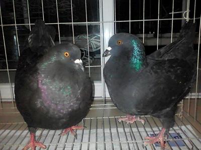 重慶省墊江縣白羽王種鴿價格肉鴿種鴿養殖技術與管理