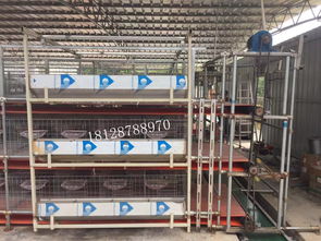 電動清糞機 白鴿喂養機 軌道清糞喂料一體機 全自動傳送帶清糞機