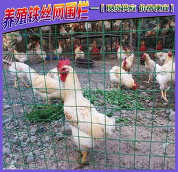 安平養(yǎng)殖養(yǎng)雞鐵絲網(wǎng) 散養(yǎng)雞鐵絲網(wǎng) 養(yǎng)殖圍欄