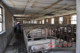 農(nóng)家女劉月平成為忻州市養(yǎng)豬女狀元