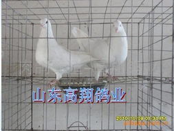 保健砂對肉鴿養(yǎng)殖場的重要性