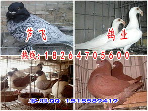 天水鴿子養(yǎng)殖場天水品種全價格低帶你致富