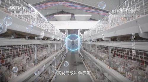 央視探訪 白羽肉雞智能立體養(yǎng)殖工廠