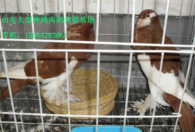 馬頭、點子、淑女、球胸、鳳尾、產品的資料 - 山東機電網(wǎng)