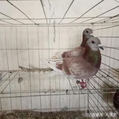 史上最標準的肉鴿養(yǎng)殖技術,很值得學習一下